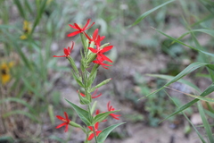 Silene regia