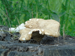 Pleurotus