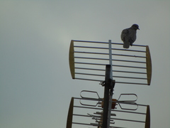 Streptopelia decaocto