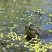 青銅蛙 - Photo 由 Hrishikesh Bhaskaran 所上傳的 (c) Hrishikesh Bhaskaran，保留部份權利CC BY-SA