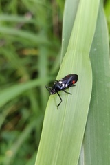 Callitettix versicolor