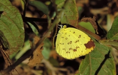 Eurema hecabe solifera