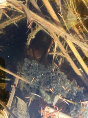 Lithobates sylvaticus