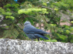 Corvus monedula soemmerringii