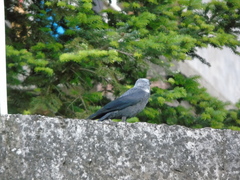 Corvus monedula soemmerringii