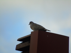 Streptopelia decaocto