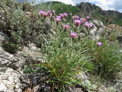 Saussurea salicifolia