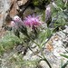 Saussurea salicifolia - Photo (c) Aleksandr Ebel, algunos derechos reservados (CC BY-NC), subido por Aleksandr Ebel