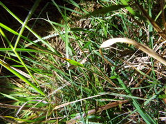 Pseudocoremia rudisata