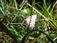 Pseudocoremia rudisata