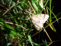 Pseudocoremia rudisata