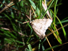 Pseudocoremia rudisata