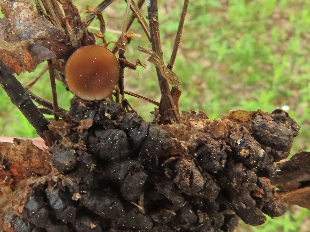 Dencoeliopsis