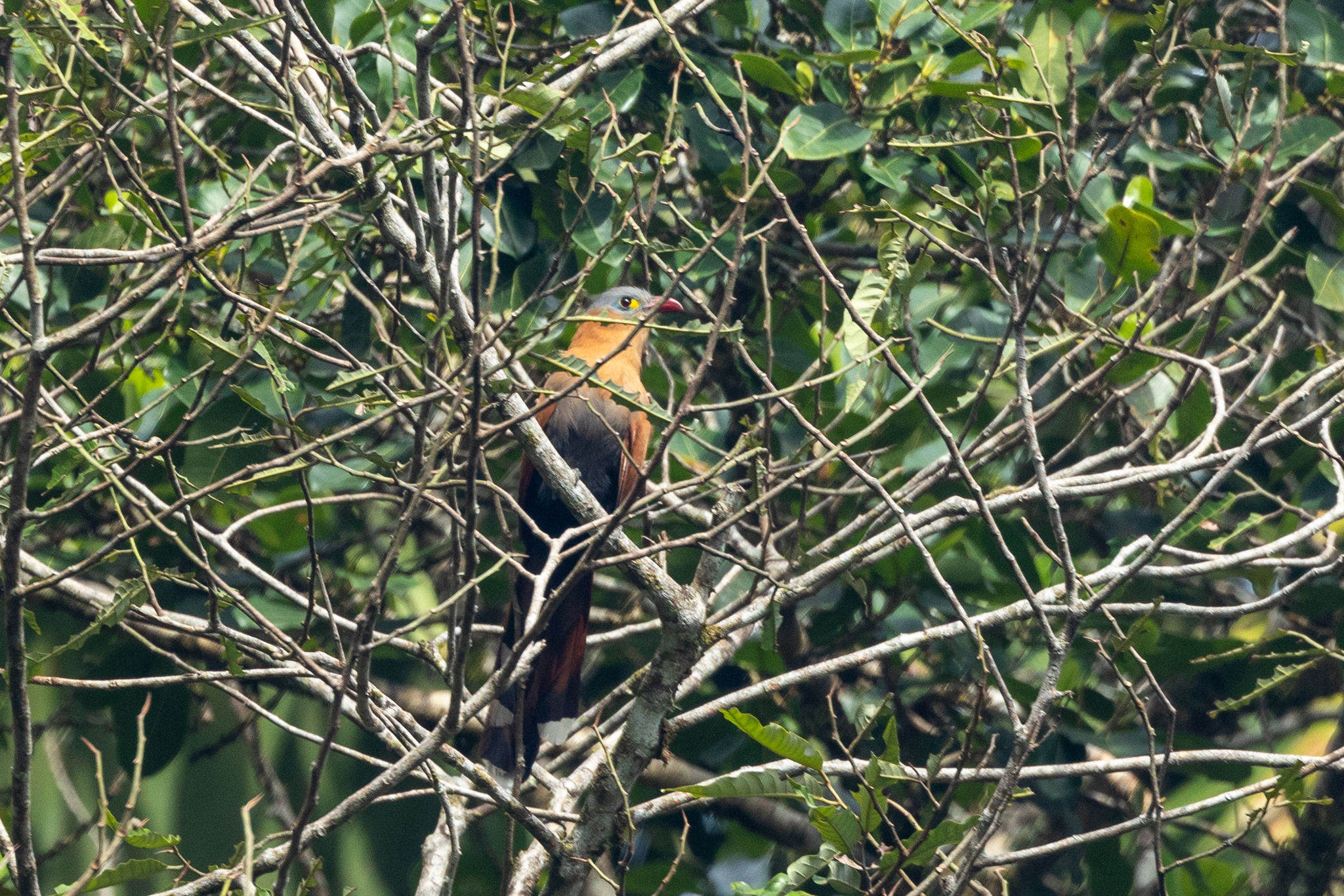 Black-bellied Cuckoo (Piaya melanogaster), photo 6
