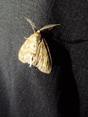 Pseudocoremia rudisata