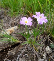 Phlox sibirica