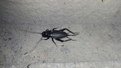Gryllus bimaculatus