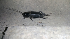 Gryllus bimaculatus