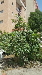 Cordia myxa