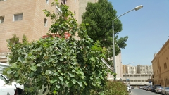 Cordia myxa