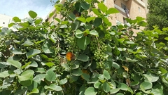 Cordia myxa