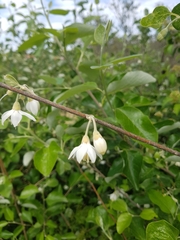 Styrax officinalis