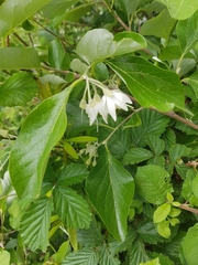 Styrax officinalis