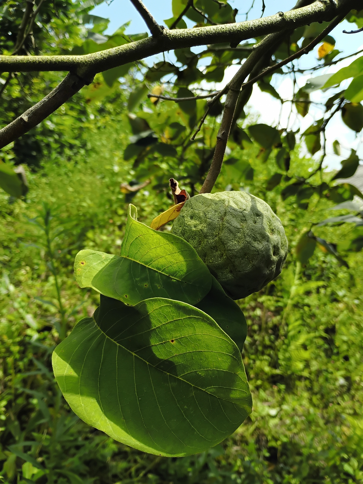 Imagem de Fruta-do-conde