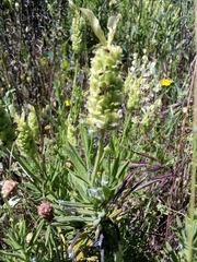 Lavandula viridis