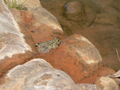 Pelophylax saharicus