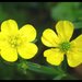 Carolina Buttercup - Photo (c) PINKÉ, some rights reserved (CC BY-NC)
