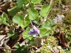 Viola rostrata