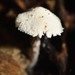 Pulverolepiota petasiformis - Photo (c) Dougal Townsend, some rights reserved (CC BY-NC), uploaded by Dougal Townsend