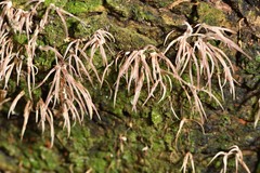 Pterulaceae