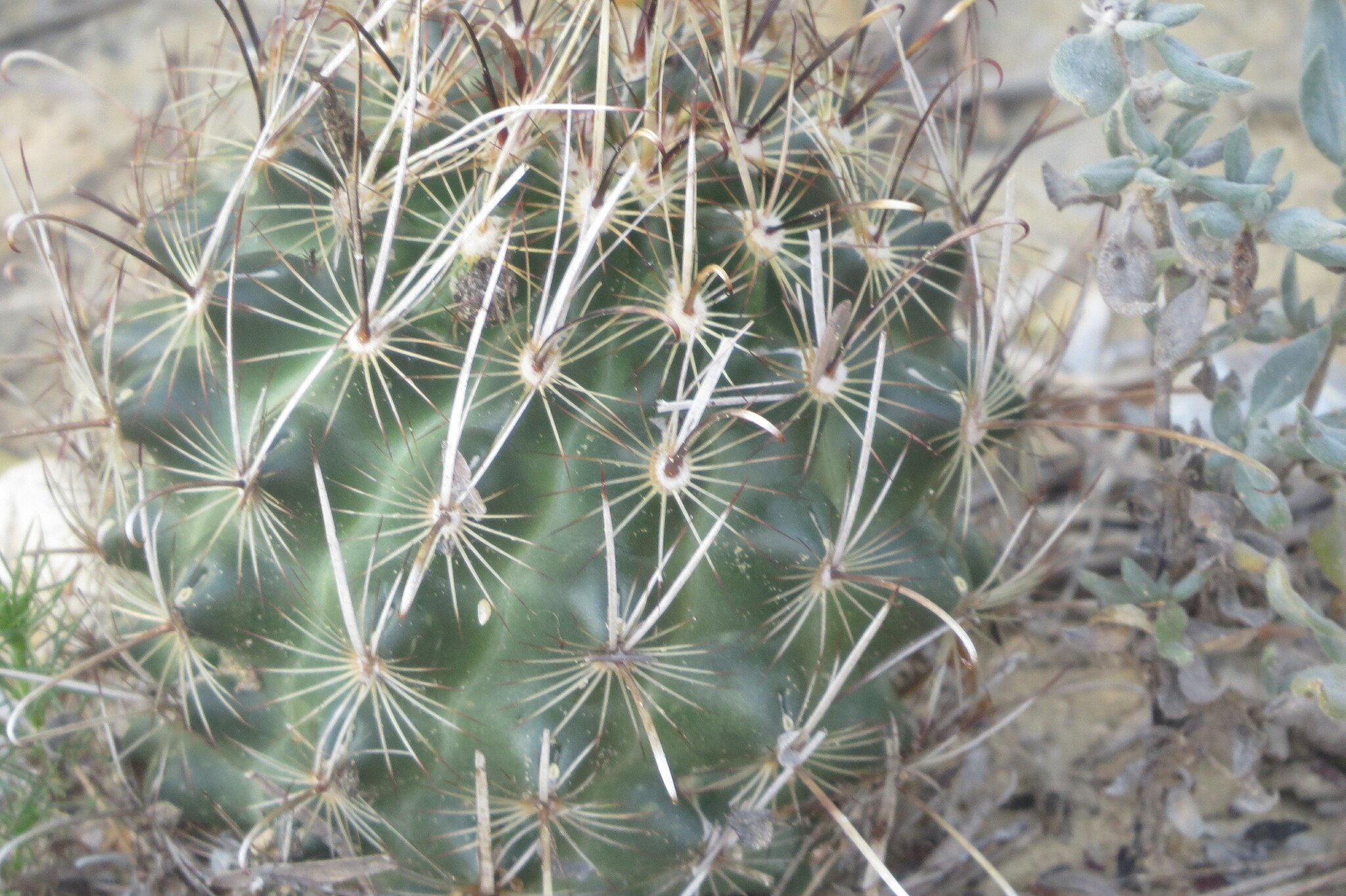 Ancistrocactus scheeri