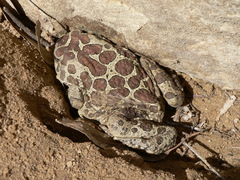 Sclerophrys mauritanica