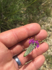 Dalea tenuis