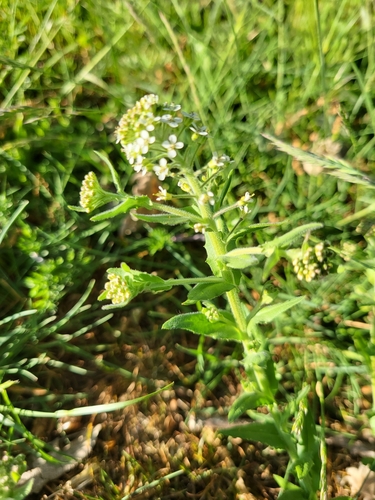 Lepidium campestre iNat (1)