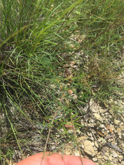 Dalea tenuis