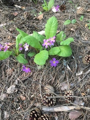 Primula vulgaris rubra