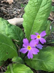 Primula vulgaris rubra