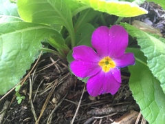 Primula vulgaris rubra