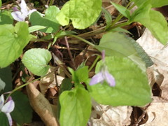 Viola rostrata