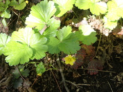 Waldsteinia fragarioides