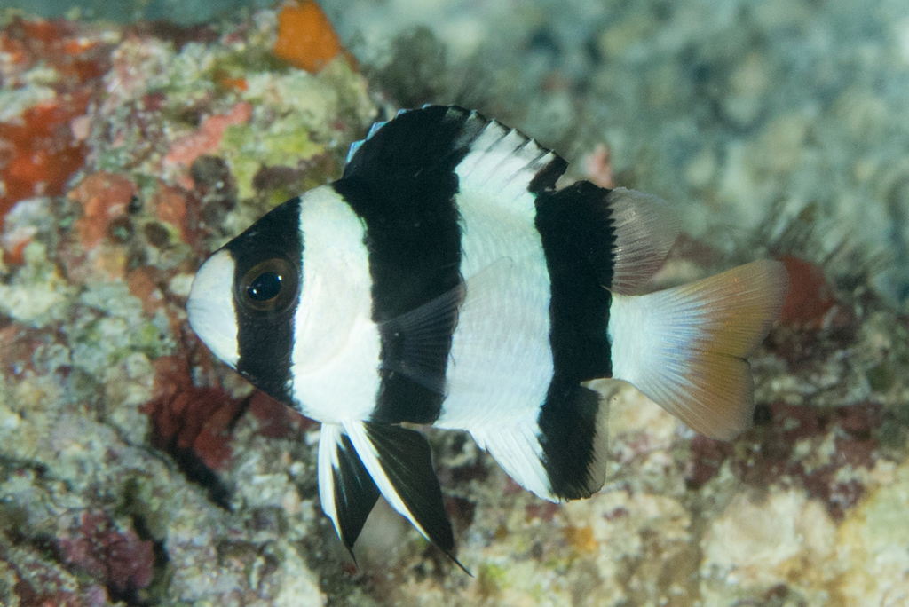 Amblypomacentrus tricinctus
