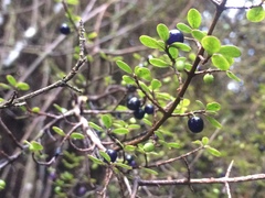 Coprosma pedicellata