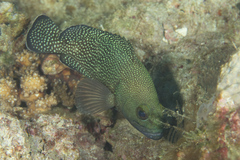 Epinephelus ongus