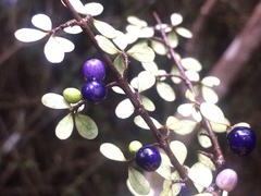 Coprosma pedicellata