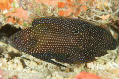 Calloplesiops altivelis