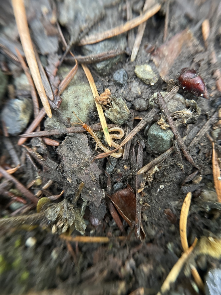 Soil Centipedes from Sehome Hill Arboretum, Bellingham, WA, US on May ...